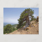 Zypern Artemis Naturlehrpfad Troodos Landschaft Postkarte (Vorderseite)