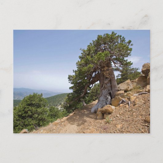 Zypern Artemis Naturlehrpfad Troodos Landschaft Postkarte (Vorderseite)