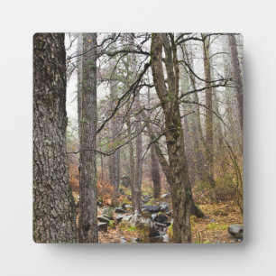 Zypern Natur Landschaft Troodos Wald braune Bäume Fotoplatte