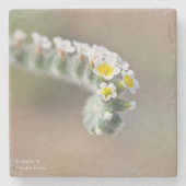 Zypern-Untersetzer für wild lebende Blume Steinuntersetzer (Vorderseite)