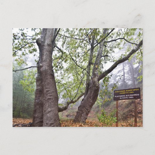 Zypern-Waldbaum Flugzeug uralte Waldnatur Postkarte (Vorderseite)