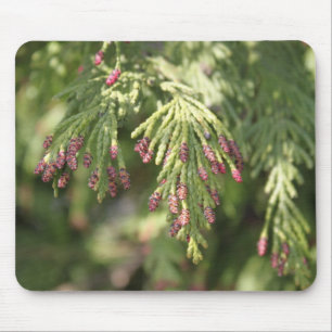Zypresse rosa blühend mousepad