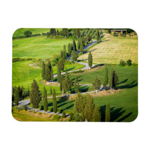 Zypresse zeichnete Straße im Magnet