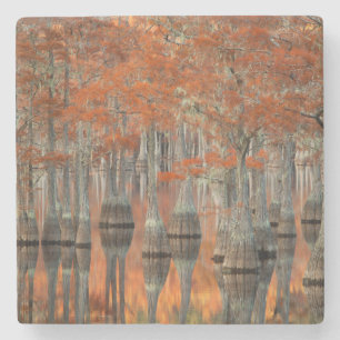 Zypressen George Smith State Park, Georgia Steinuntersetzer