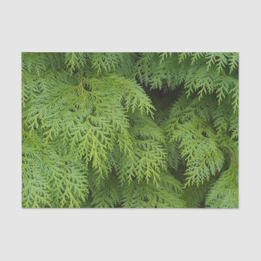 Zypressen Seidenpapier (Vorderseite)