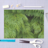 Zypressen Seidenpapier (Handwerk)