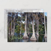 Zypressenbäume im Winter Haven, Florida Postkarte (Vorne/Hinten)
