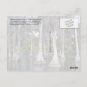 Zypressenbäume im Winter Haven, Florida Postkarte (Rückseite)