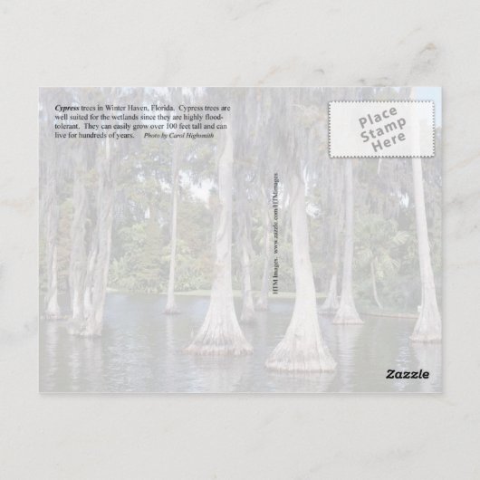 Zypressenbäume im Winter Haven, Florida Postkarte (Rückseite)