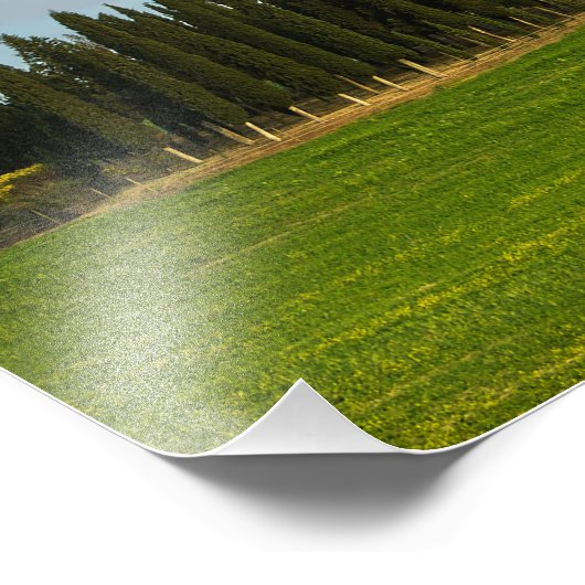 Zypressenbäume in der Toskana, vertikaler Foto (Ecke)