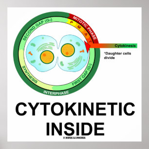 Zytokinetisches Inside (Zytoplasmabteilung Mitose) Poster