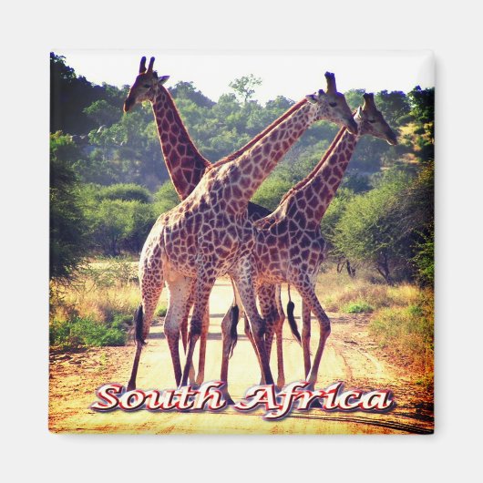 zZA011 SÜDAFRIKA, Giraffen, Kühlschrank Magnet (Vorne)