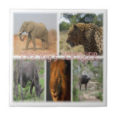 zZA035 SÜDAFRIKA Big 5 in Krüger N.P. Fliese (Vorderseite)