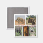 zZA035 SÜDAFRIKA Big 5 in Kruger N.P. Kühlschrank Magnet (Vorderseite/Rückseite)
